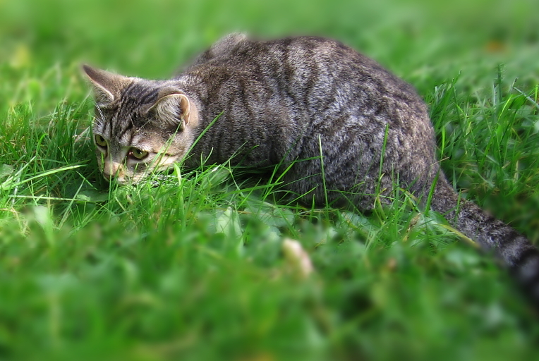 Atan auf der Jagd