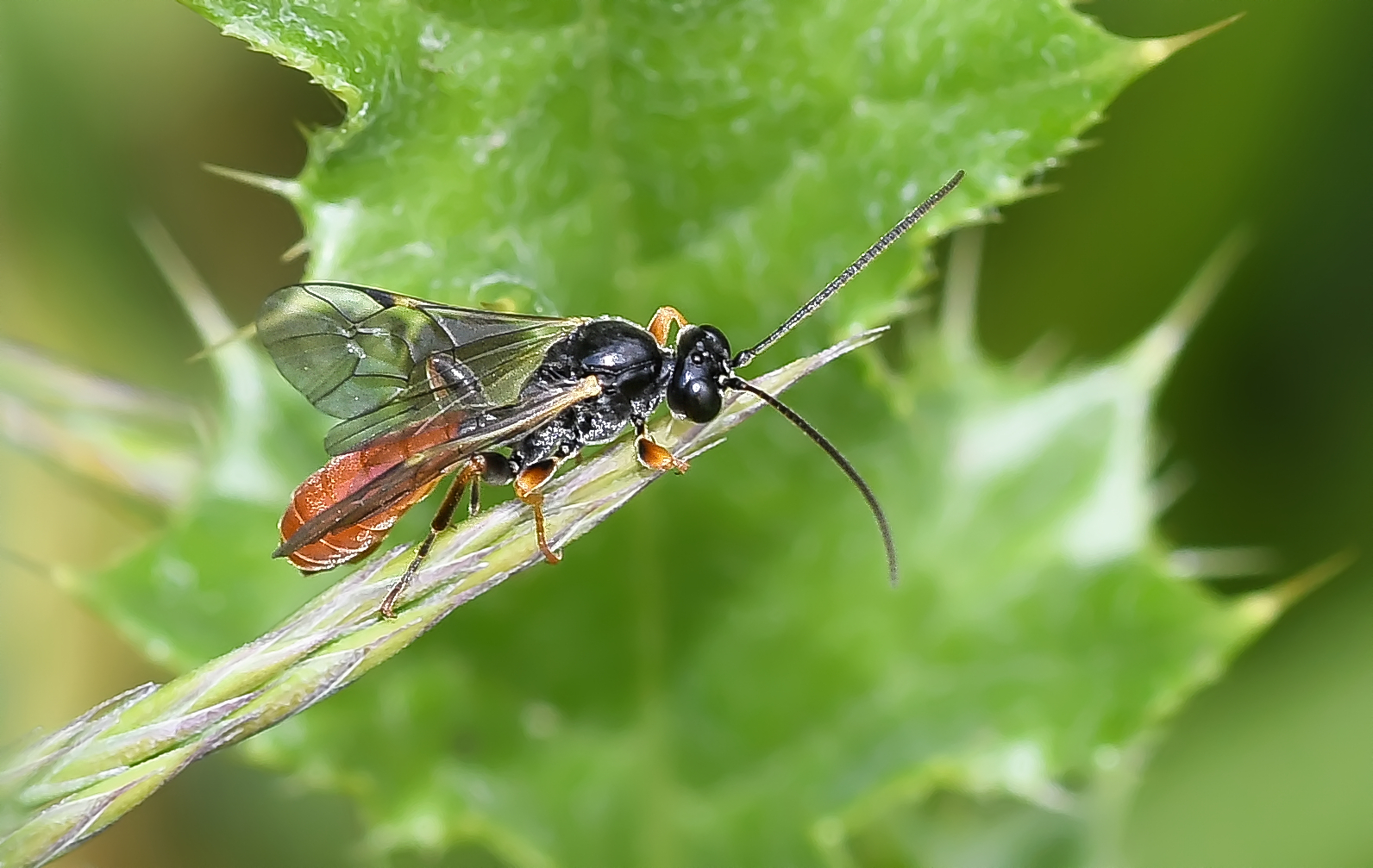 Atanycolus sp. (Brackwespe)?