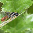 Atanycolus sp. (Brackwespe)?