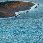 Atardecer, aves y agua