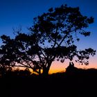 Atardecer bajo el arbol