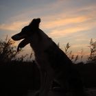 atardecer canino