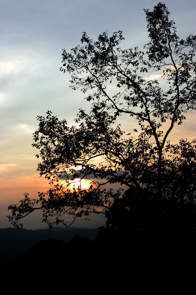 Atardecer con árbol