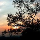 Atardecer con árbol