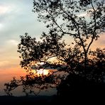 Atardecer con árbol