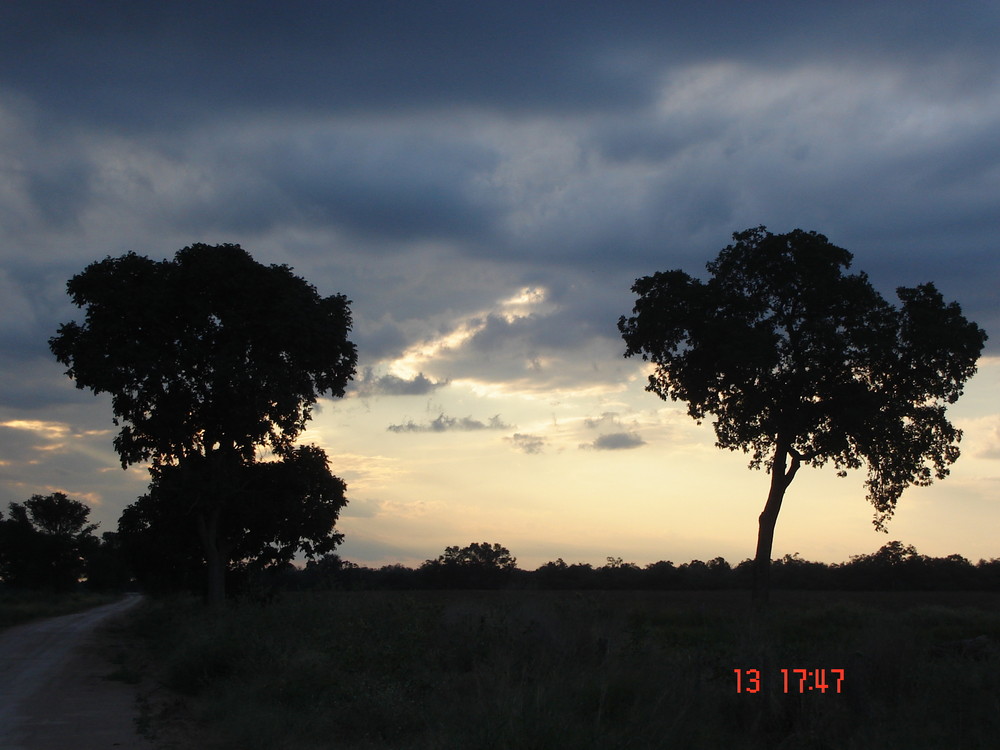 Atardecer con Arboles