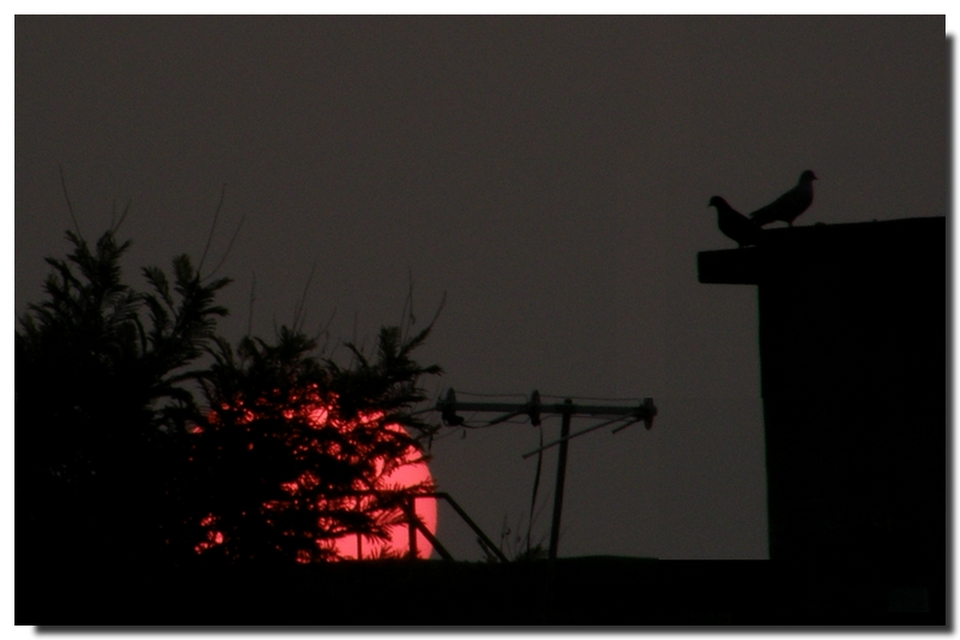 Atardecer con compañía.