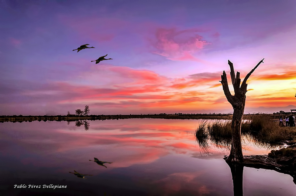 Atardecer con flamencos