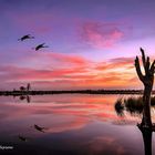 Atardecer con flamencos