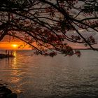 Atardecer con las flores del malinche del estero de Puntarenas.