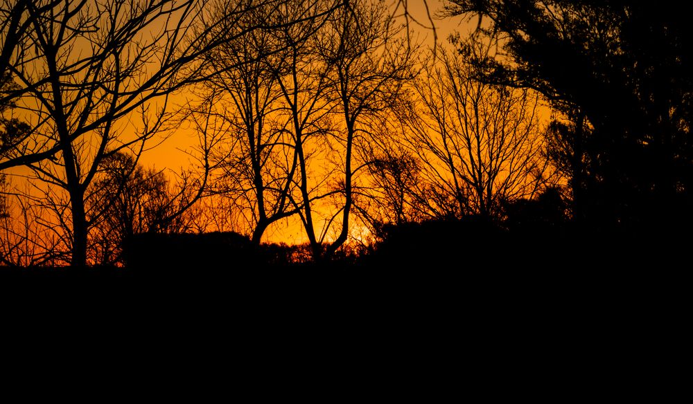 Atardecer, con los árboles de invierno