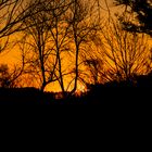 Atardecer, con los árboles de invierno