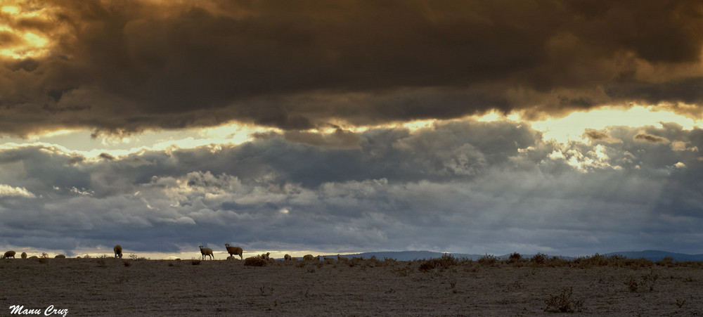 Atardecer con ovejas, Barruecos