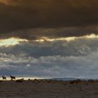 Atardecer con ovejas, Barruecos