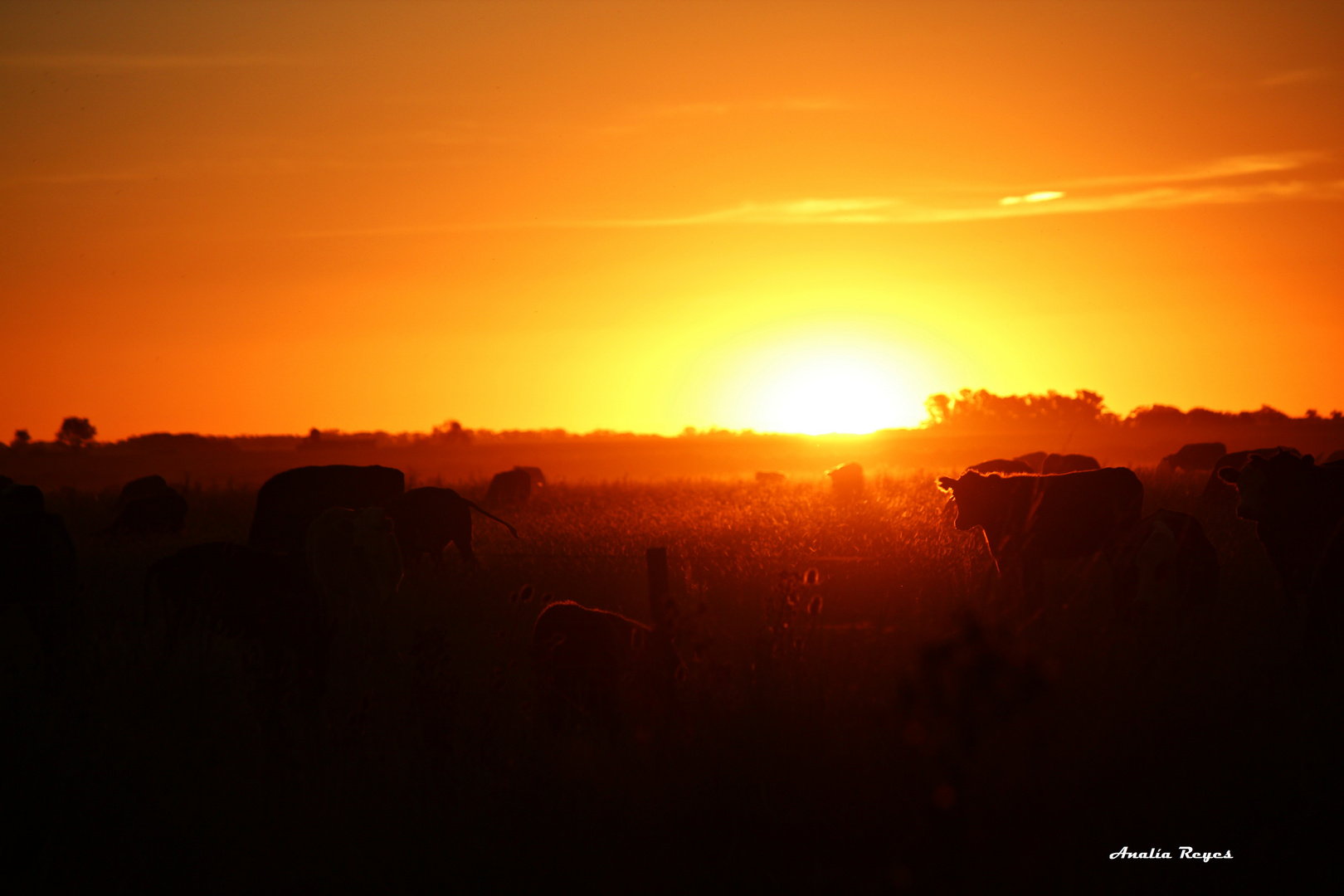 Atardecer en Camino Panelo