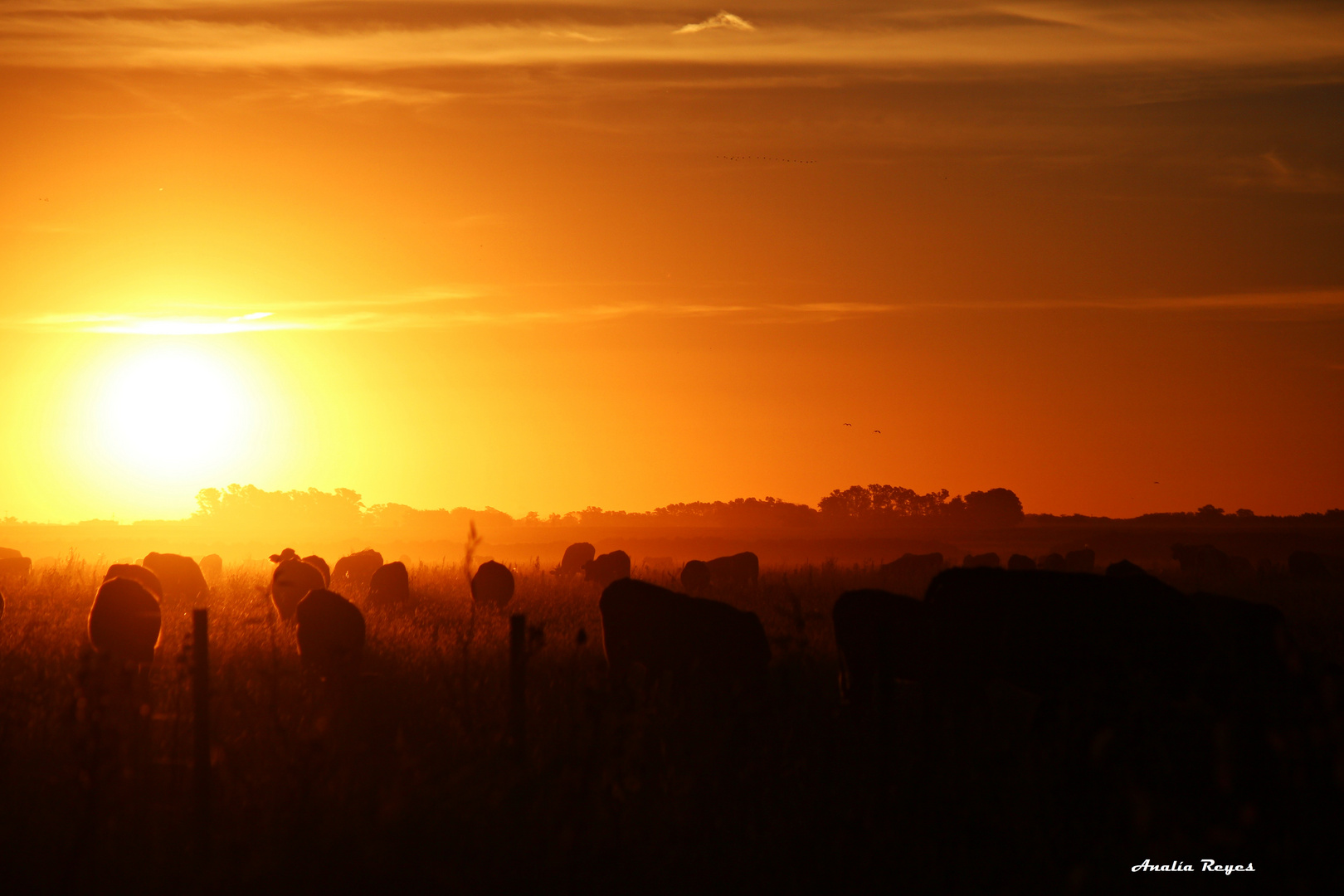 Atardecer en Camino Panelo II