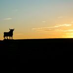 atardecer en carretera