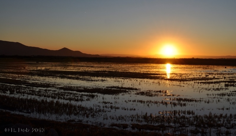 Atardecer en el arrozal