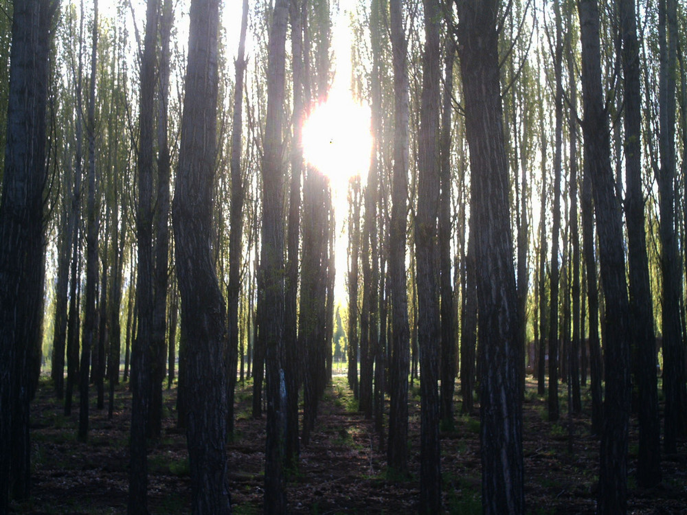 ATARDECER EN EL BOSQUE