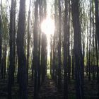 ATARDECER EN EL BOSQUE