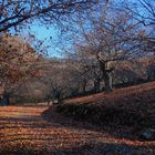 Atardecer en el bosque de Castaños