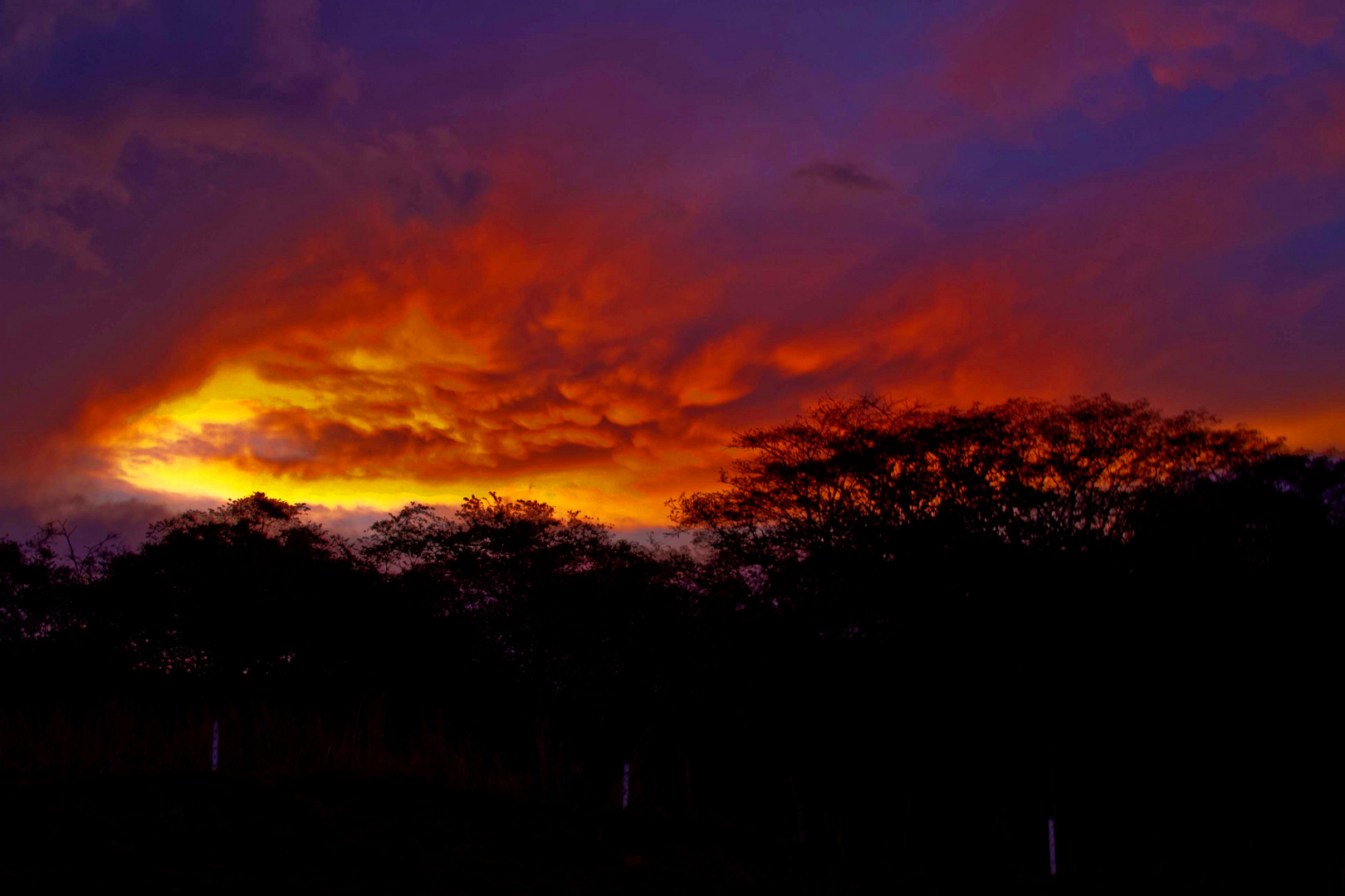 atardecer en el bosque seco