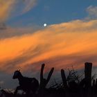 Atardecer en el Campo