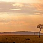 Atardecer en el Serengueti