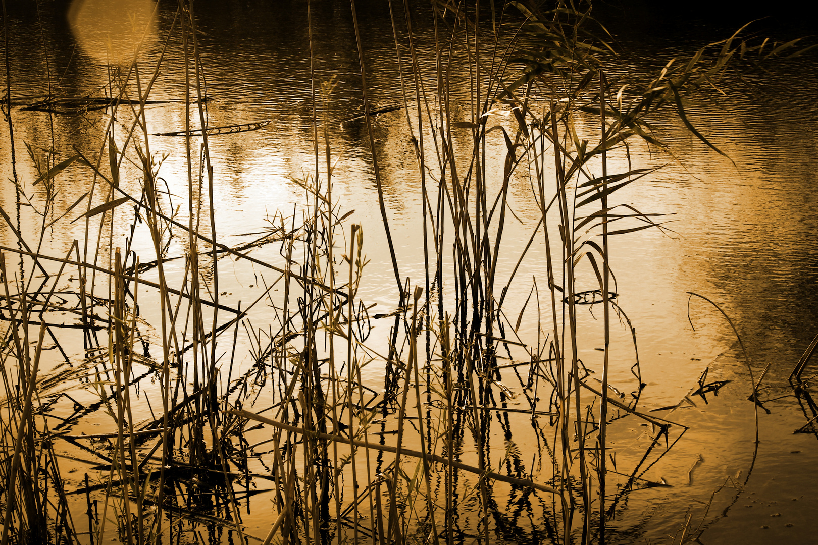 Atardecer en la albufera