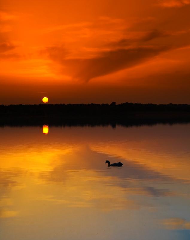 Atardecer en la dehesa