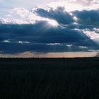 Atardecer en la savana