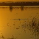 atardecer en las Tablas de Daimiel