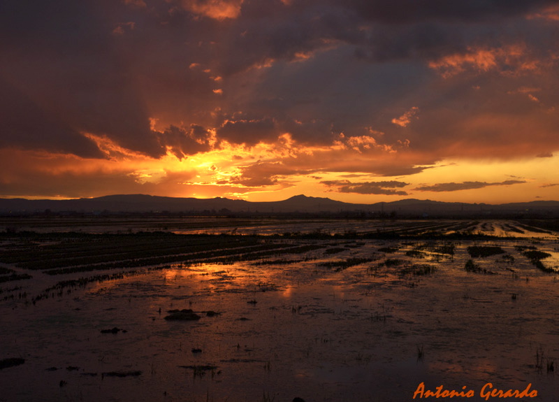 Atardecer en los arrozales