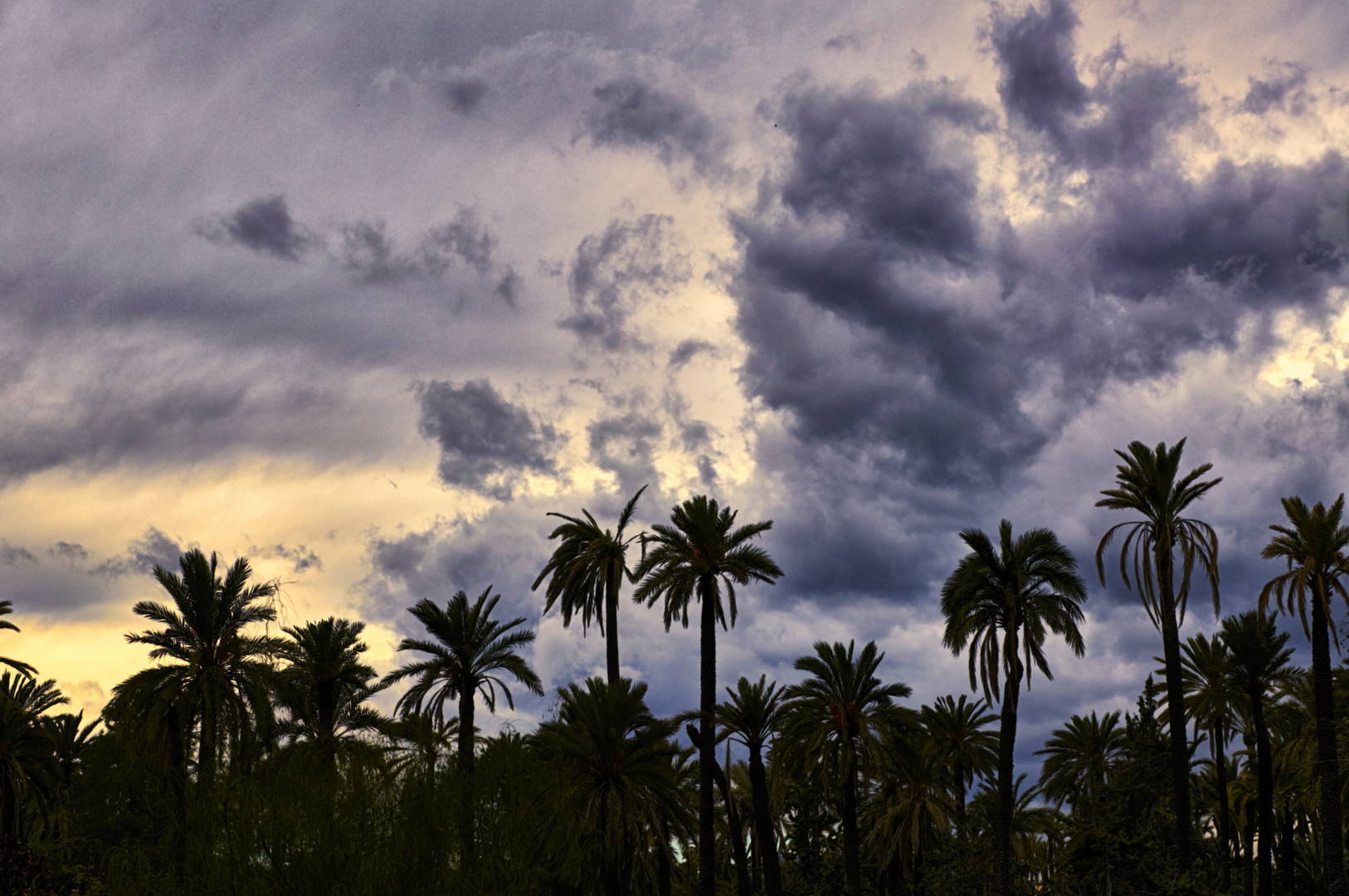 atardecer en los palmerales