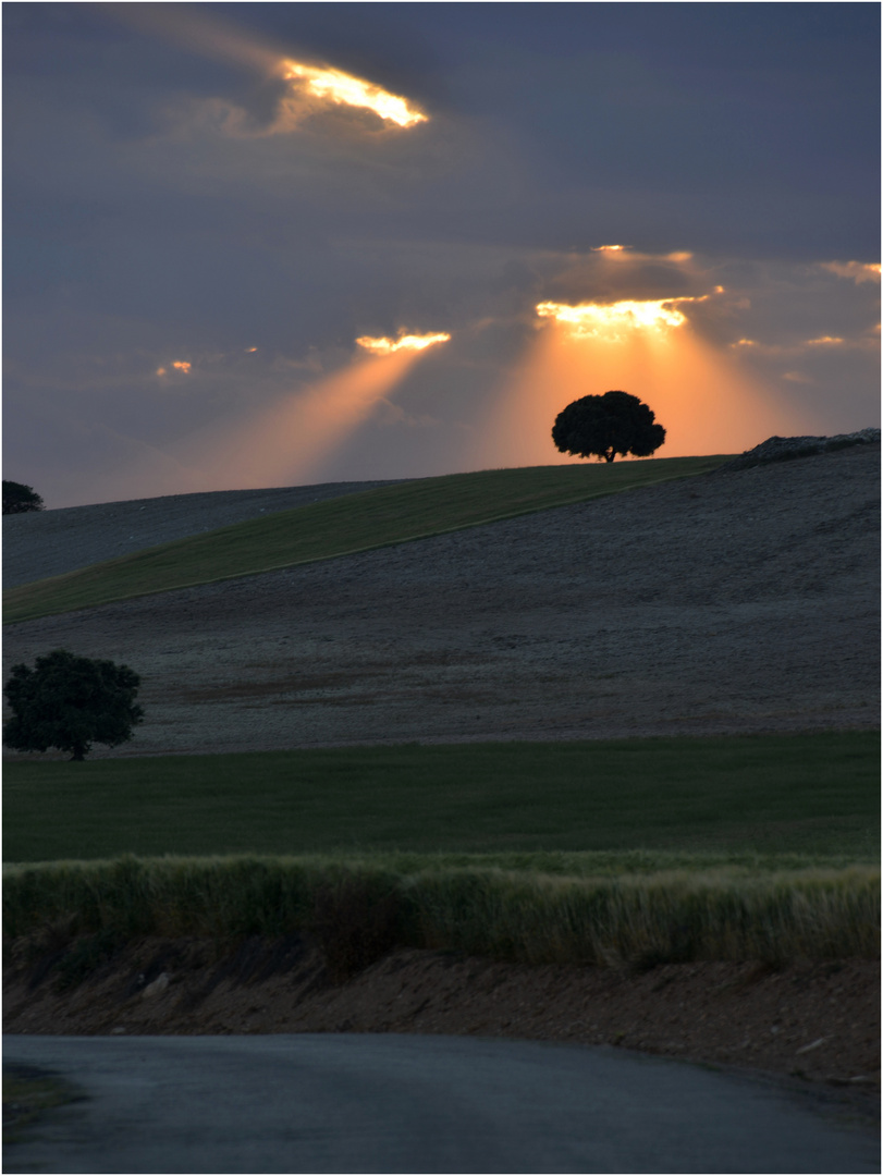 Atardecer en un campo andaluz.