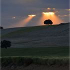 Atardecer en un campo andaluz.