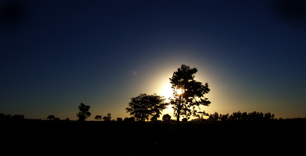 Atardecer entre árboles