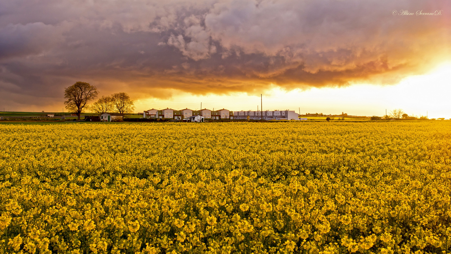 Atardecer entre colza.