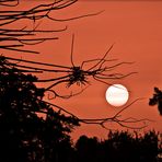 atardecer entre las cenizas