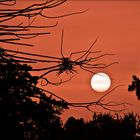 atardecer entre las cenizas