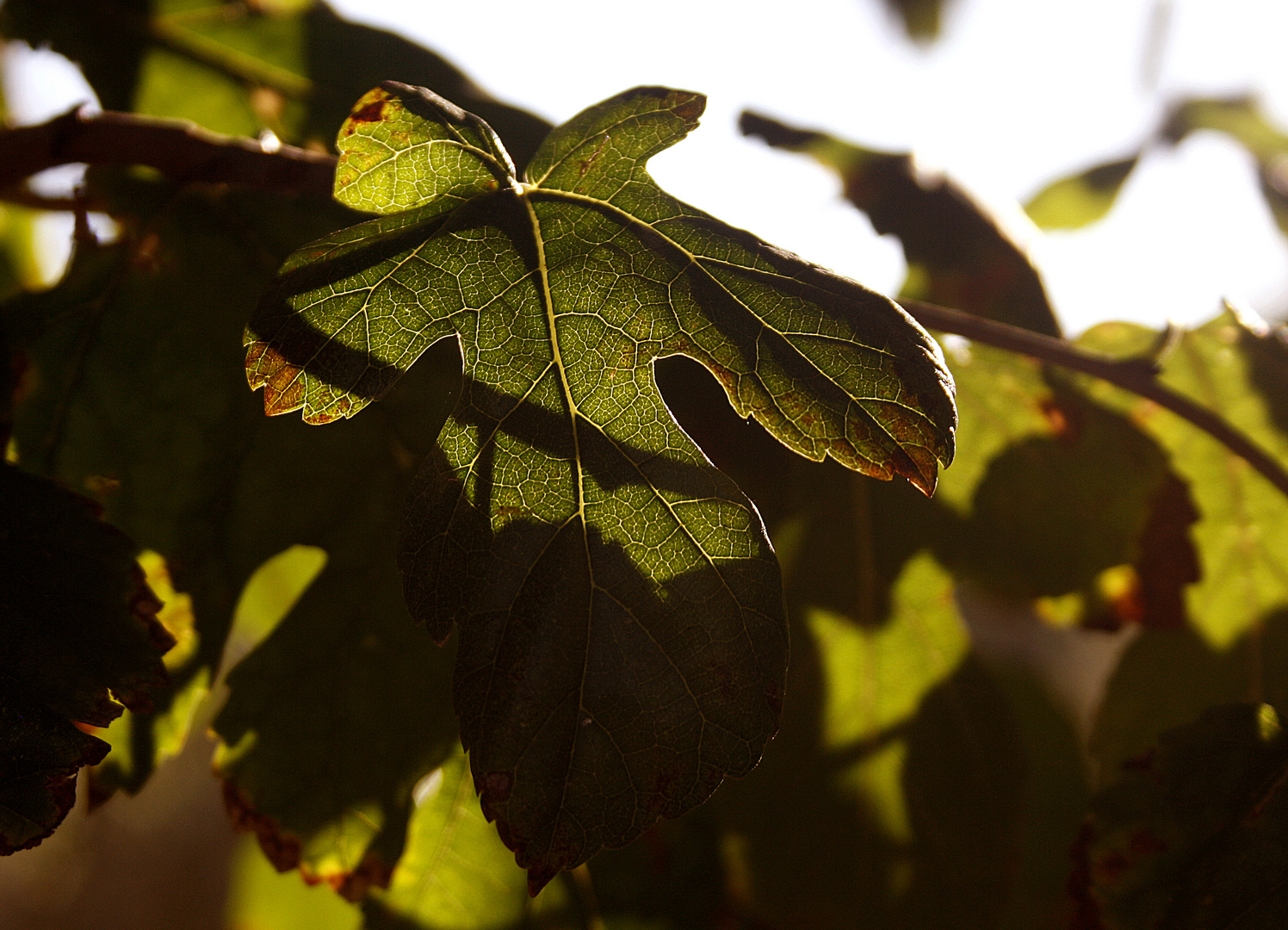 Atardecer entre luces y sombras