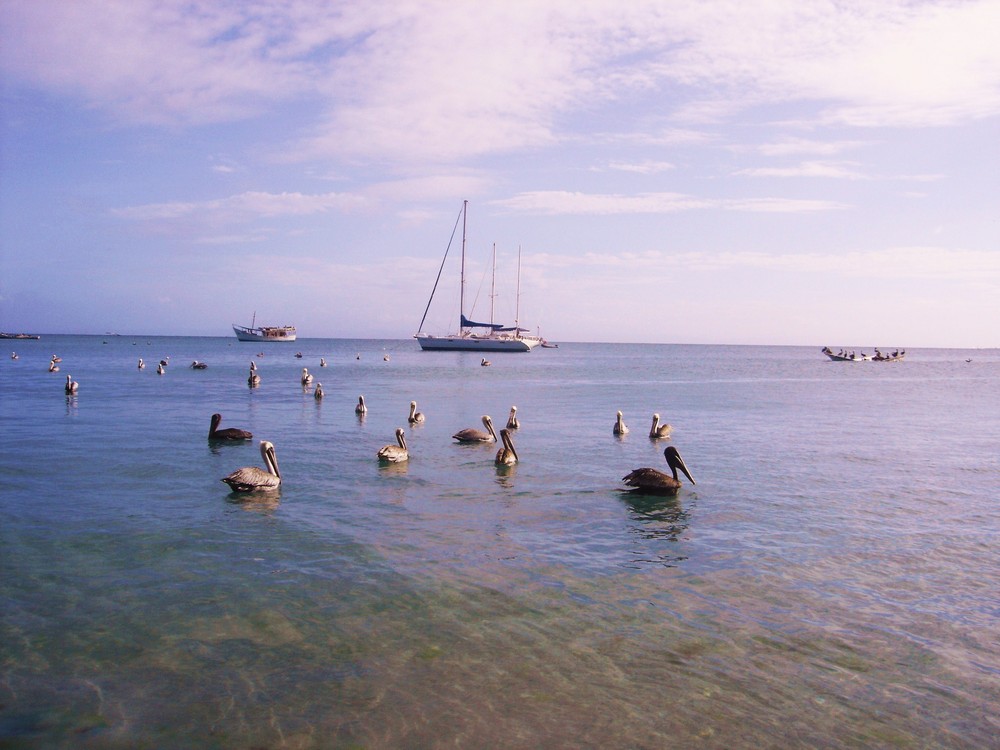 ATARDECER ENTRE PELICANOS