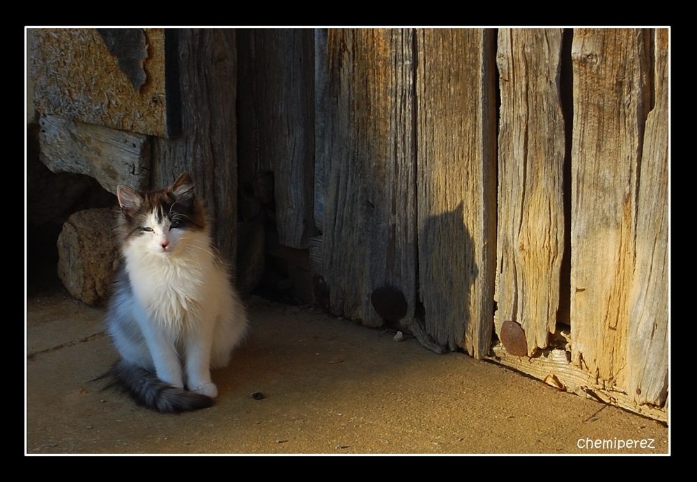 Atardecer gatuno