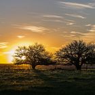 Atardecer  pampeano