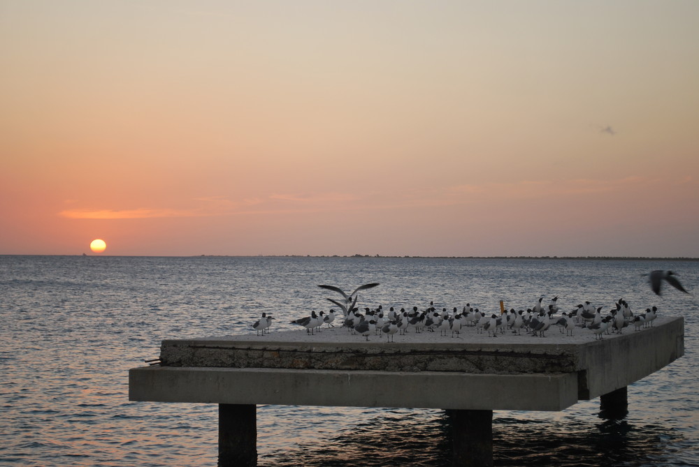 atardecer para guanaguanares