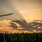 Atardecer sobre el maizal