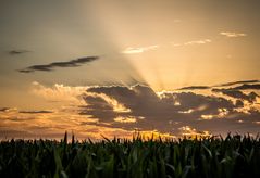 Atardecer sobre el maizal