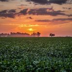 Atardecer sobre un campo de soja