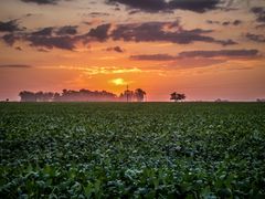 Atardecer sobre un campo de soja