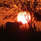 Atardecer Venezolano II